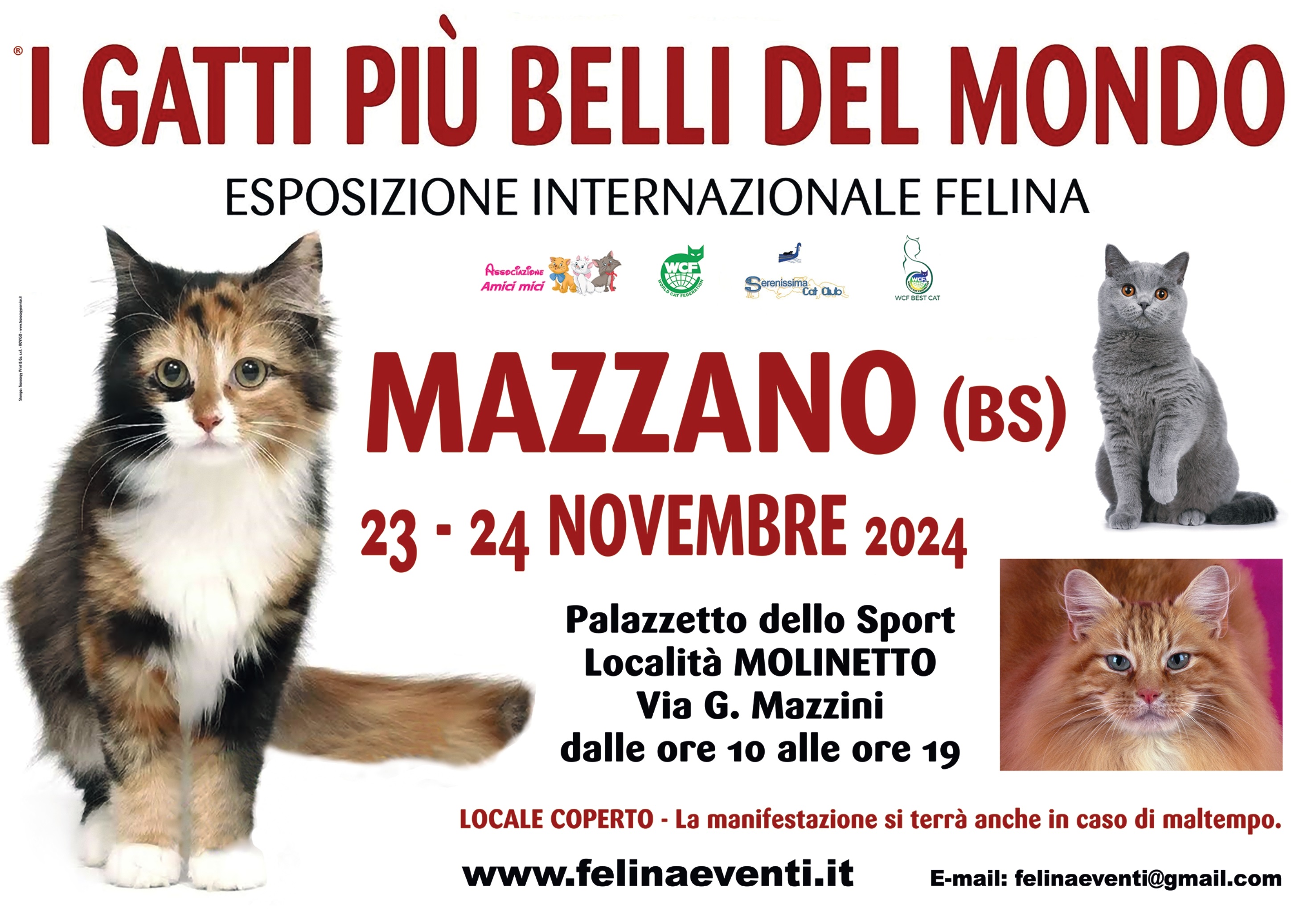 I GATTI PIU' BELLI DEL MONDO Arrivano a MAZZANO (Brescia)